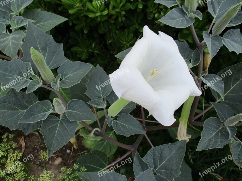 Datura Flower White Free Photos