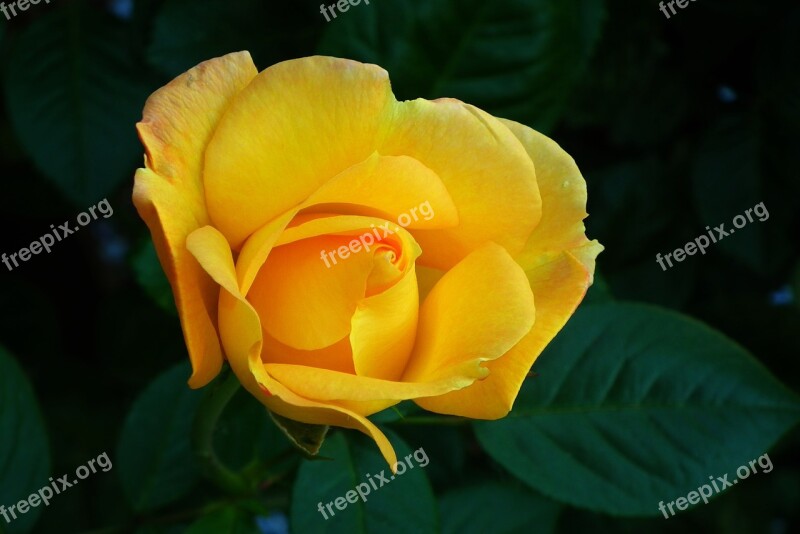 Flower Rose Yellow Rose Petals Closeup