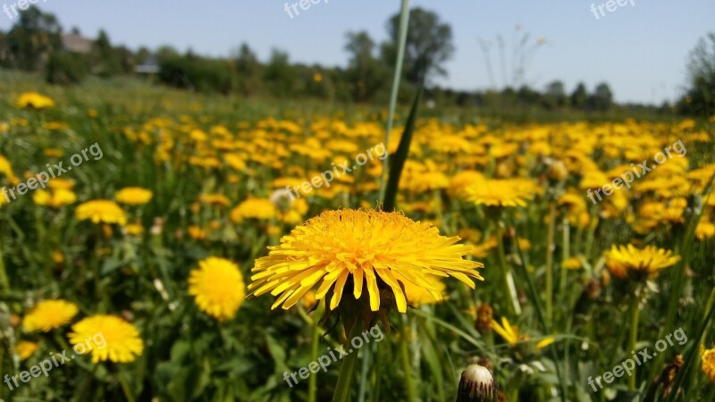 Nature Field The Dandelion Plant Hayfield Summer