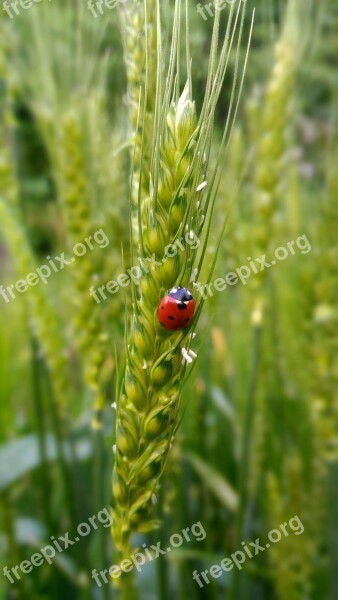 Ladybug Wheat Nature Harmonia Sectepuntata