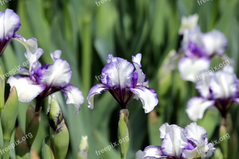 Iris Flower Spring Flowers Beautiful Nature