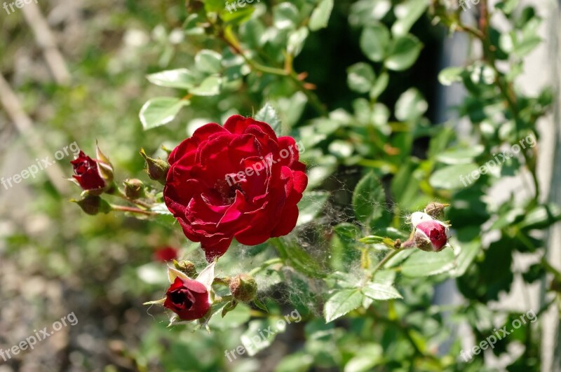 Flower Rose Red Free Photos