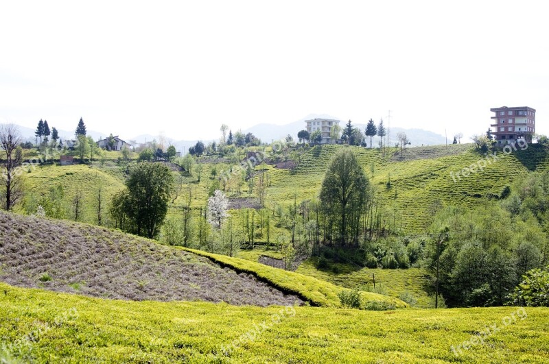 Laz Laz Village Tea Tea Plants Eastern Black Sea