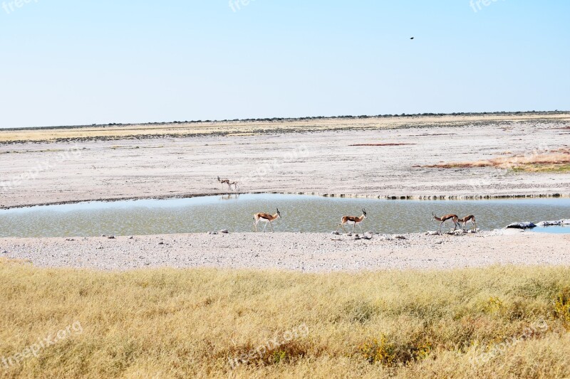 Springbok Grass Grazing Etosha Namibia