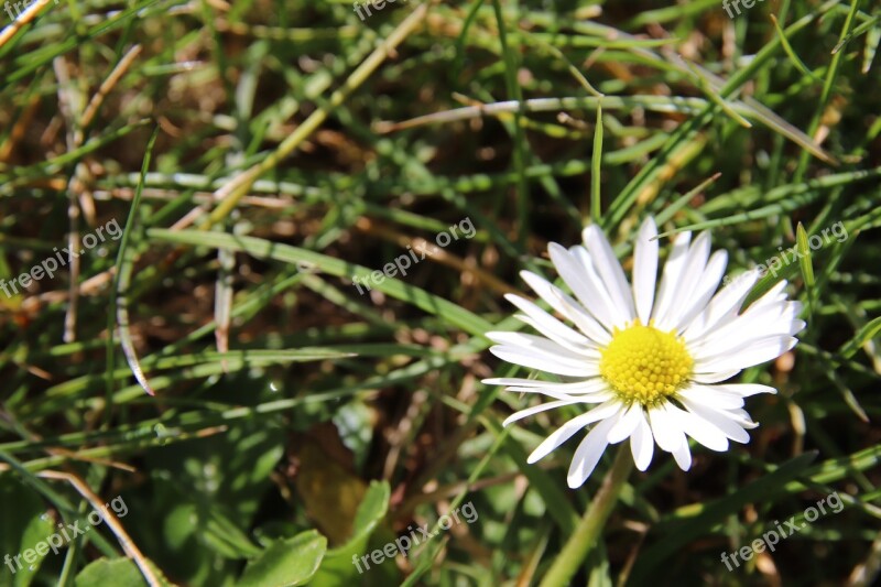 Daisy Grass White Flower Meadow