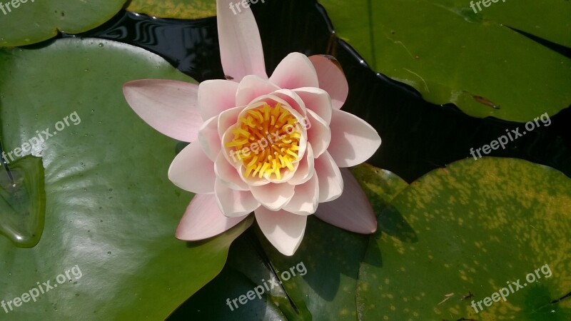 Lily Nature Lily's Flourishing Water Plant Free Photos