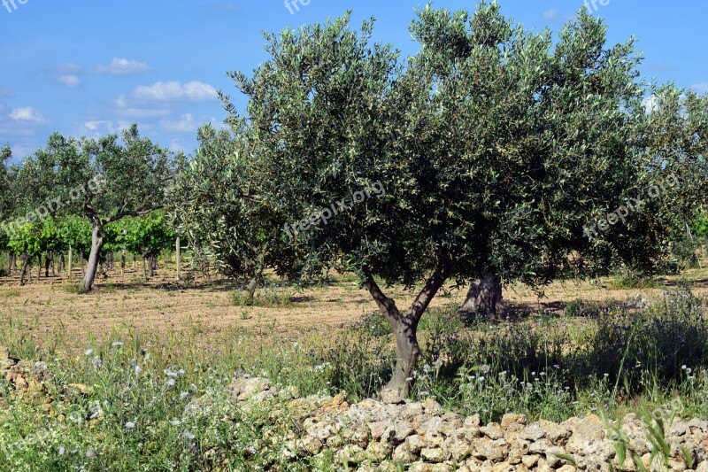 Olive Trees Plantation Tree Olive Grove Agriculture