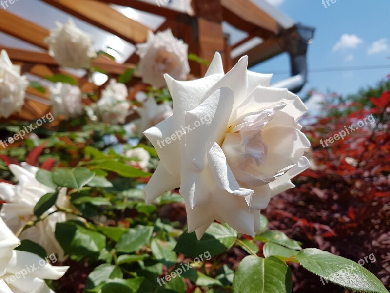 Rose White Flower White Flower White Roses