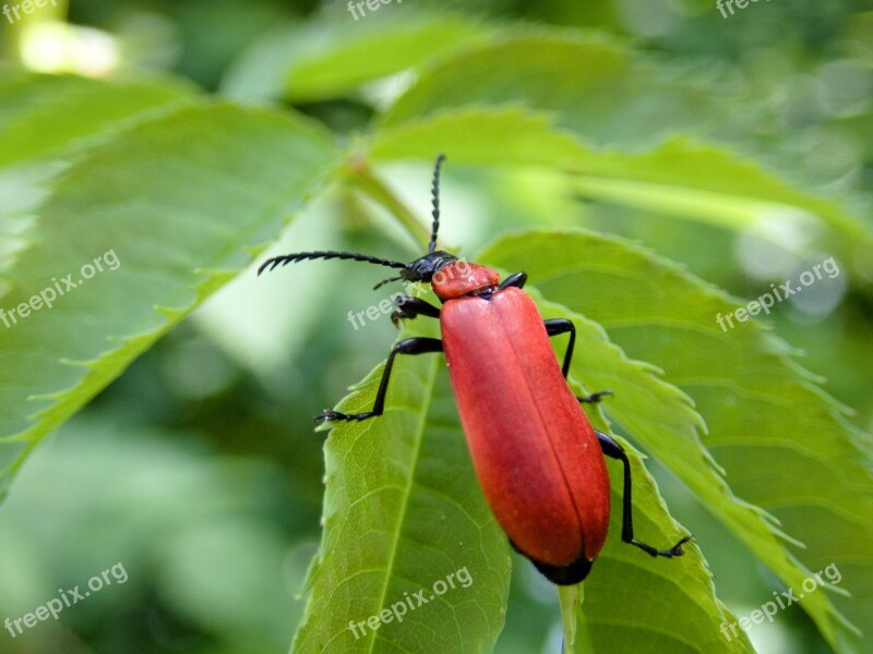 Beetle Scarlet Fire Beetle Insect Pyrochroa Coccinea Nature