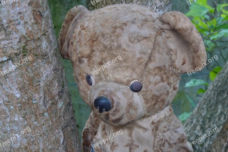 Teddy Bear Old Teddy Bear Bear Plush Bear Garden