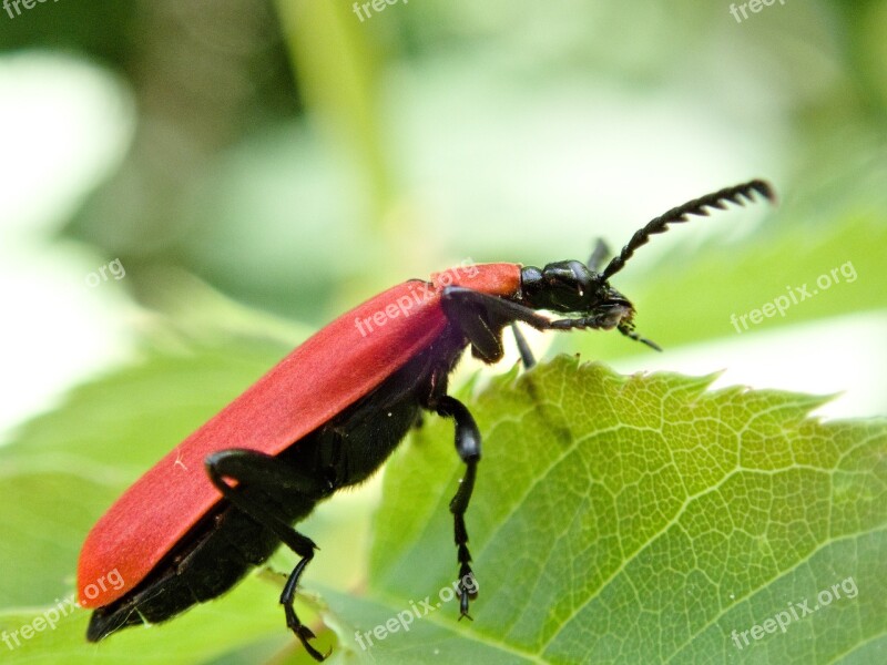 Beetle Scarlet Fire Beetle Insect Pyrochroa Coccinea Nature