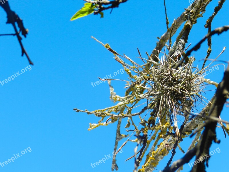 Paxtle Branch Tree Nature Plant