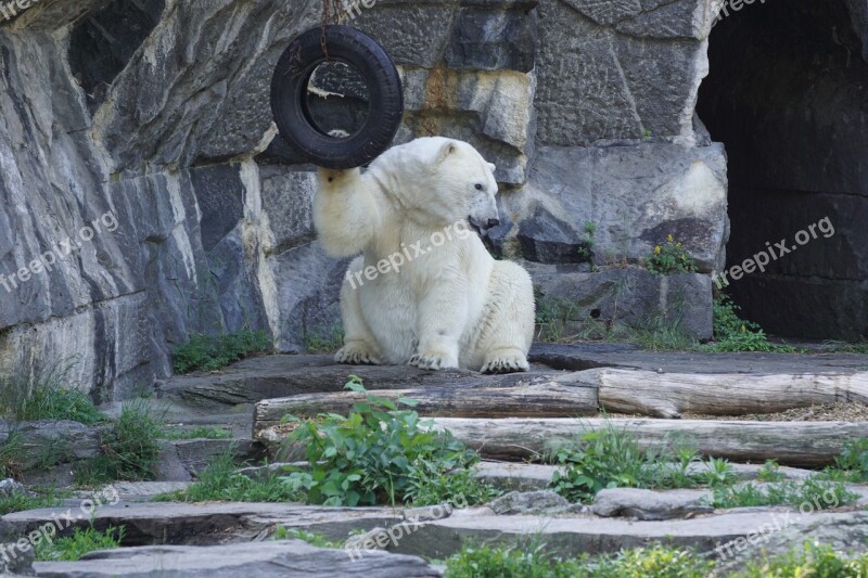 Polar Bear Animal World Predator Zoo Animal