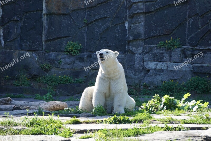 Polar Bear Animal World Bear Predator Predator Kind