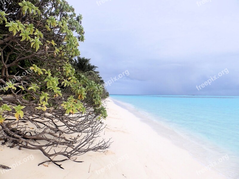 Beach Sea Maldives Blue Water