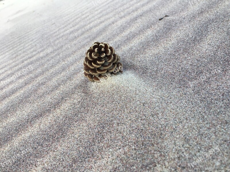 Pine Cone Beach The Waves Pine Cones