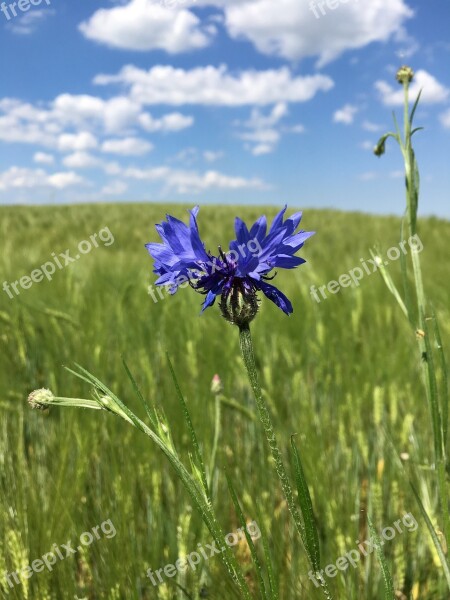 Summer Flower The Sky Cornflowers Nature