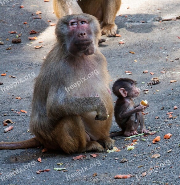 Monkey Female Monkey Baby äffchen Monkey Family