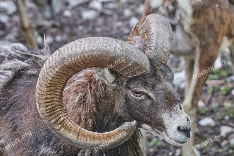 Capricorn Aries Antler Alpine Mountains