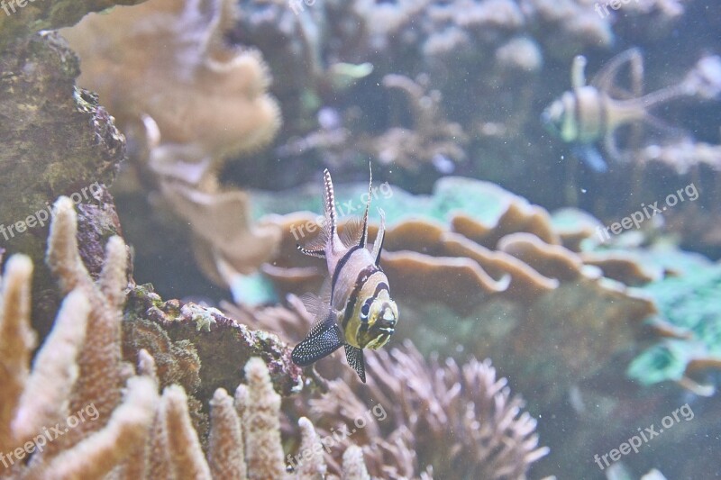 Aquarium Sea Fish Coral Underwater