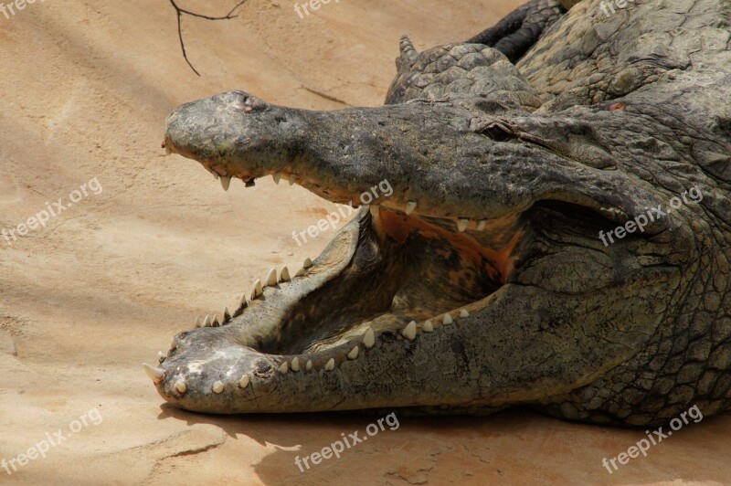 Crocodile Animal Reptile Zoo Tooth