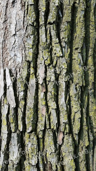 Tree Bark Texture Wood Bark Nature