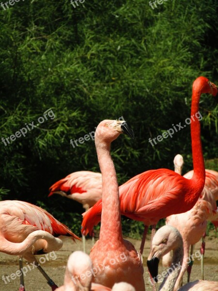 Flamingo Pink Pink Flamingo Exotic Water Bird