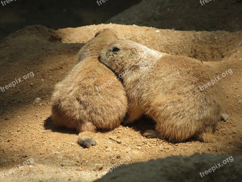 Prairie Dogs Mammal Zoo Black-tailed Prairie Dog The Prague Zoo