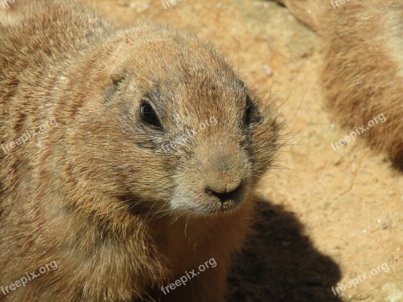 Prairie Dogs Mammal Zoo Black-tailed Prairie Dog The Prague Zoo