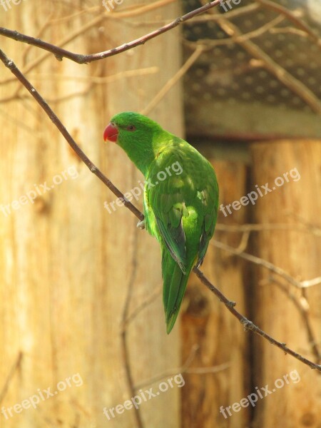 Parrot Green Green Bird Lori Feather