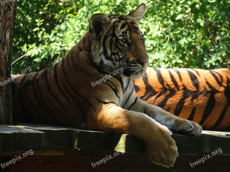 Tiger Zoo Big Tiger Animal Mammal