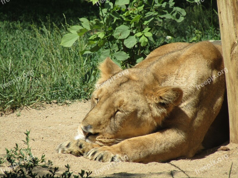 The Lion Lioness Zoo Head Beast