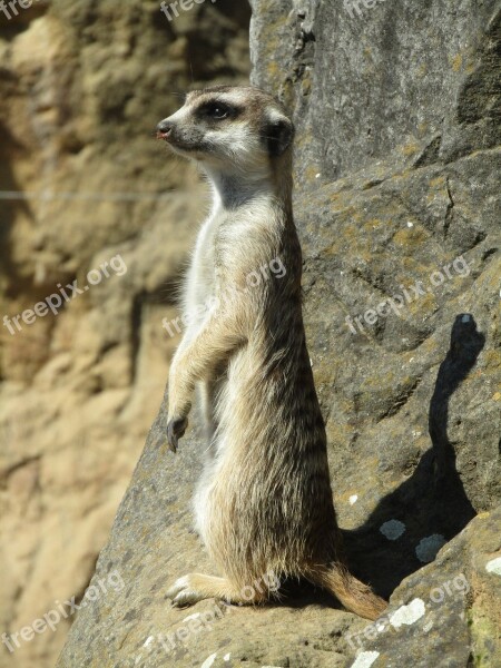 Meerkat Mammal Zoo Yellow Range