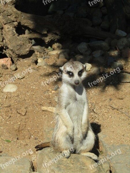 Meerkat Zoo Mammal Nature Cute