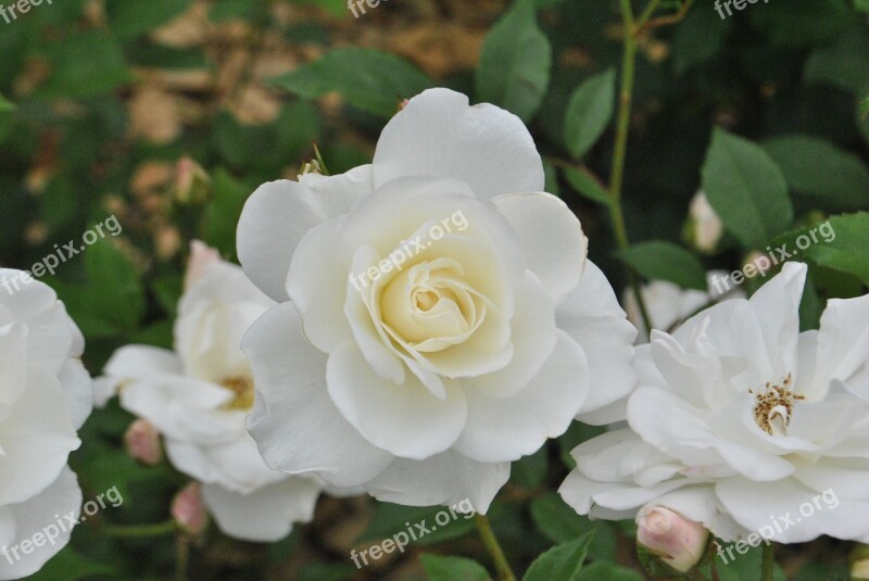 Rose White Roses Flower Garden Beautiful Flowers