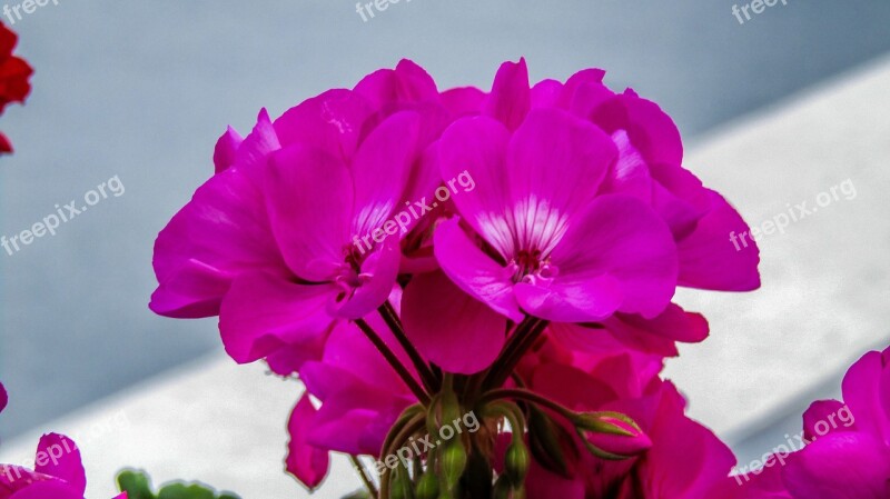 Geraniums Flowers Garden Flower Nature