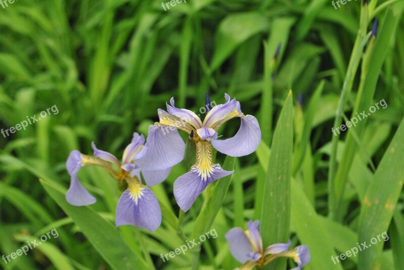 Irises Summer Flowers Behold Nature