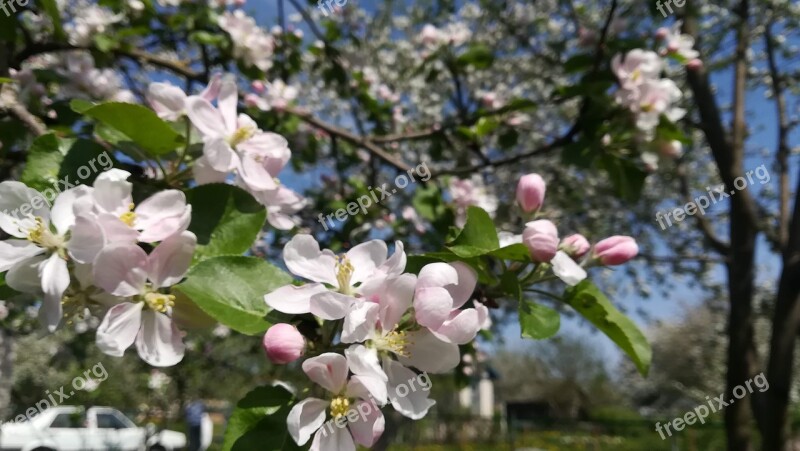 Apple Tree Flowers Apple Blossoms Apple Flower Bloom