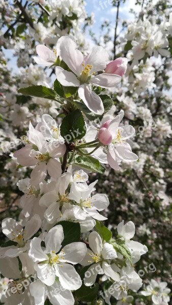 Spring Apple Tree Bloom Nature Blooming Apple Tree