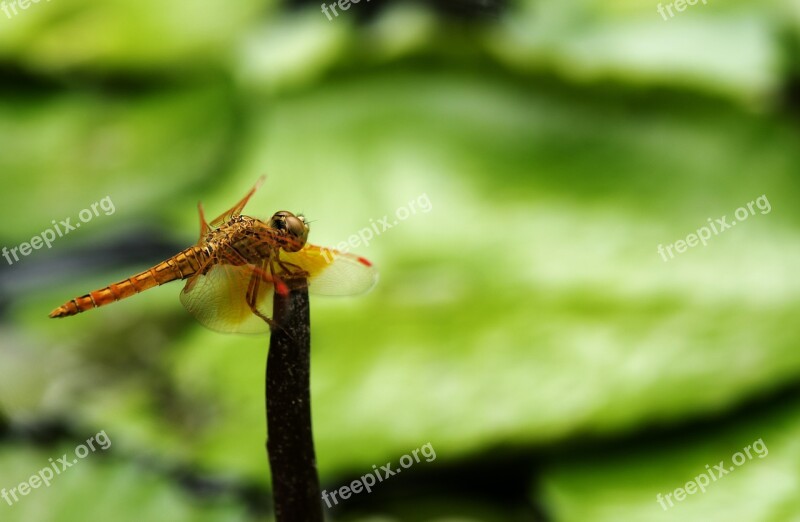 Dragonfly The Park Natural Free Photos