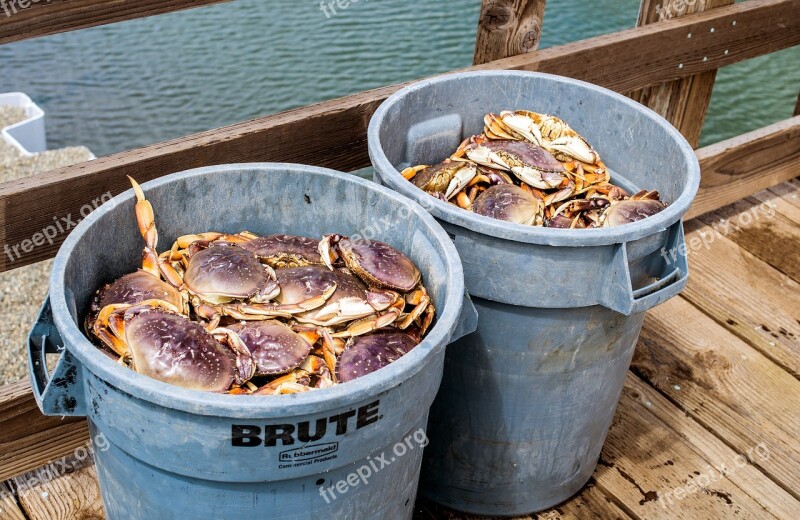 Fresh Dungeness Crab Live Crab Market Ocean