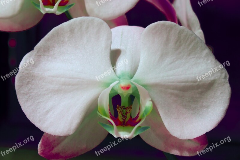 Orchid Flower White Red Eyes Turquoise