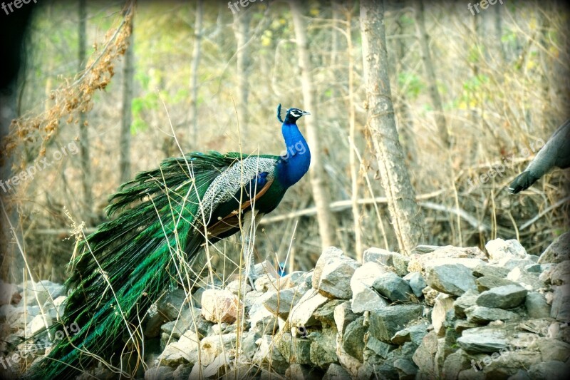 Peacock Indian Wildlife Bharat Banswara