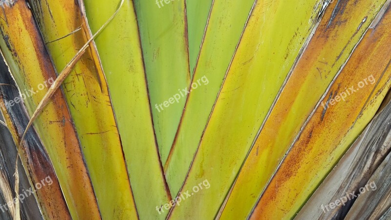 Leaf Structure Exotic Texture Leaves