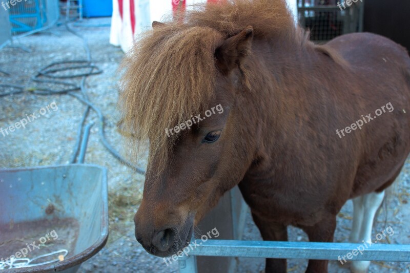 Horse Pony Brown Animal Circus