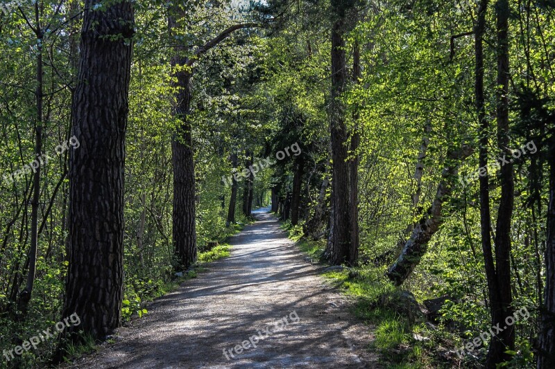 Forest Sidewalk Green Stones Nature