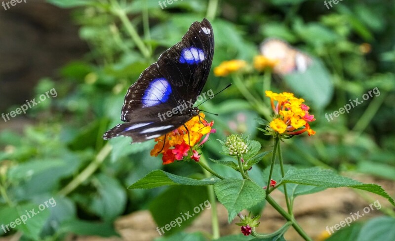 Black White Blue Butterfly Feeding