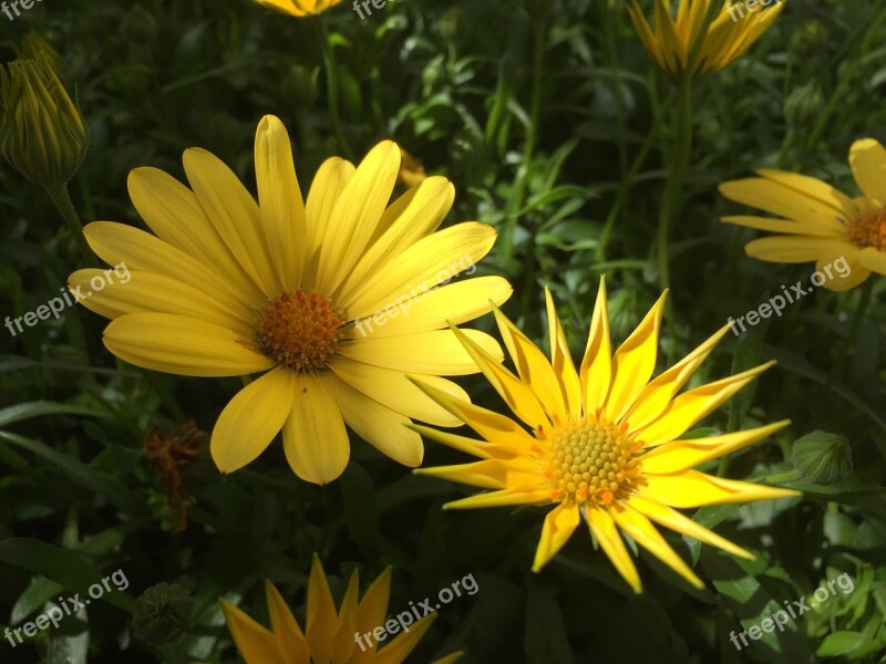 Yellow Flowers Spring Floral Summer