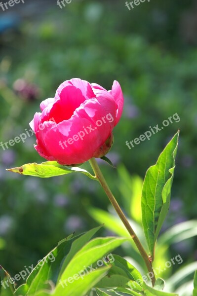 Peony Paeonia Pink Garden Free Photos