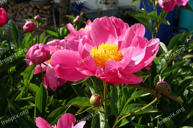 Peony Paeonia Pink Garden Free Photos